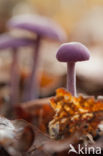 Amethyst Deceiver (Laccaria amethystina)