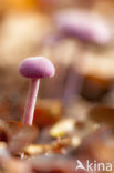 Amethyst Deceiver (Laccaria amethystina)