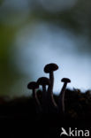 Amethyst Deceiver (Laccaria amethystina)