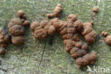 Roestbruine kogelzwam (Hypoxylon fragiforme)