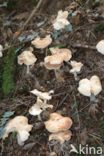 Spotted agaric (Collybia maculata)