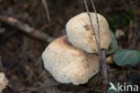 Spotted agaric (Collybia maculata)