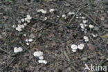 Spotted agaric (Collybia maculata)