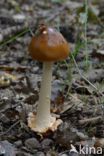 Roodbruine slanke amaniet (Amanita fulva)