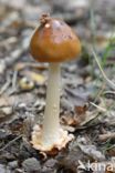 Roodbruine slanke amaniet (Amanita fulva)