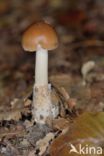 Roodbruine slanke amaniet (Amanita fulva)