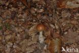 Tawny Grisette (Amanita fulva)