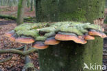 Red Banded Polypore (Fomitopsis pinicola)