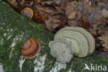 Red Banded Polypore (Fomitopsis pinicola)