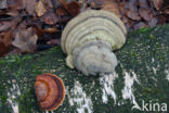 Red Banded Polypore (Fomitopsis pinicola)