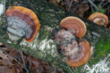 Red Banded Polypore (Fomitopsis pinicola)