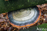 Red Banded Polypore (Fomitopsis pinicola)