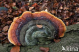 Red Banded Polypore (Fomitopsis pinicola)