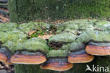 Red Banded Polypore (Fomitopsis pinicola)