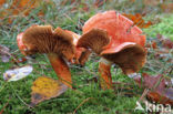 Roodschubbige gordijnzwam (Cortinarius bolaris)