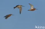 Bar-tailed Godwit (Limosa lapponica)