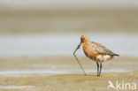 Bar-tailed Godwit (Limosa lapponica)