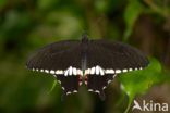 Rouwbandpage (Papilio polytes)