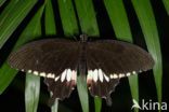 Common Mormon (Papilio polytes)