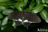 Rouwbandpage (Papilio polytes)