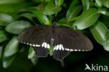 Common Mormon (Papilio polytes)