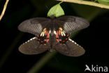 Rouwbandpage (Papilio polytes)