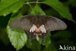 Rouwbandpage (Papilio polytes)