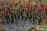 Bristly Haircap (Polytrichum piliferum)