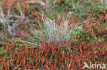 Ruig haarmos (Polytrichum piliferum)