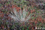 Bristly Haircap (Polytrichum piliferum)