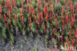 Ruig haarmos (Polytrichum piliferum)