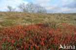 Bristly Haircap (Polytrichum piliferum)