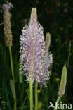 Hoary Plantain (Plantago media)