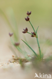 Rush (Juncus spec.)