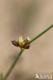 Rush (Juncus spec.)