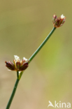 Rush (Juncus spec.)