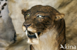 Sabeltandtijger (Smilodon)