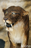 Sabeltandtijger (Smilodon)