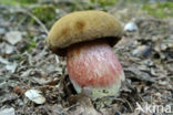 Satansboleet (Boletus satanas)