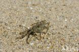 Sally lightfoot crab (Grapsus grapsus)