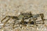 Sally lightfoot crab (Grapsus grapsus)