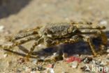 Scharlakenrode rotskrab (Grapsus grapsus)