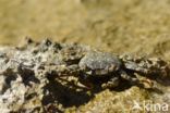 Sally lightfoot crab (Grapsus grapsus)