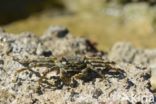 Sally lightfoot crab (Grapsus grapsus)