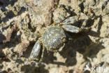 Scharlakenrode rotskrab (Grapsus grapsus)