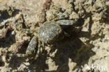 Scharlakenrode rotskrab (Grapsus grapsus)