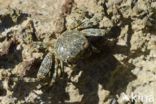 Sally lightfoot crab (Grapsus grapsus)