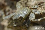 Sally lightfoot crab (Grapsus grapsus)