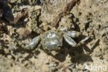 Scharlakenrode rotskrab (Grapsus grapsus)