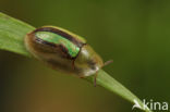 Shield Beetle (Cassida vittata)